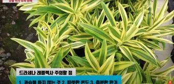 드라세나 키우기 물주기 가지치기 번식방법 흙배합 가이드_5