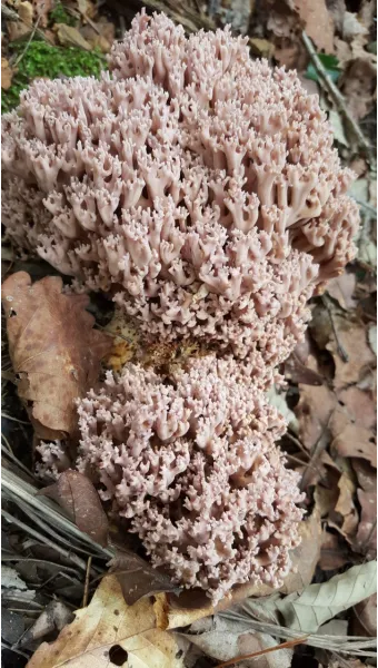 싸리버섯 채취시기종류 정보를 정리_2