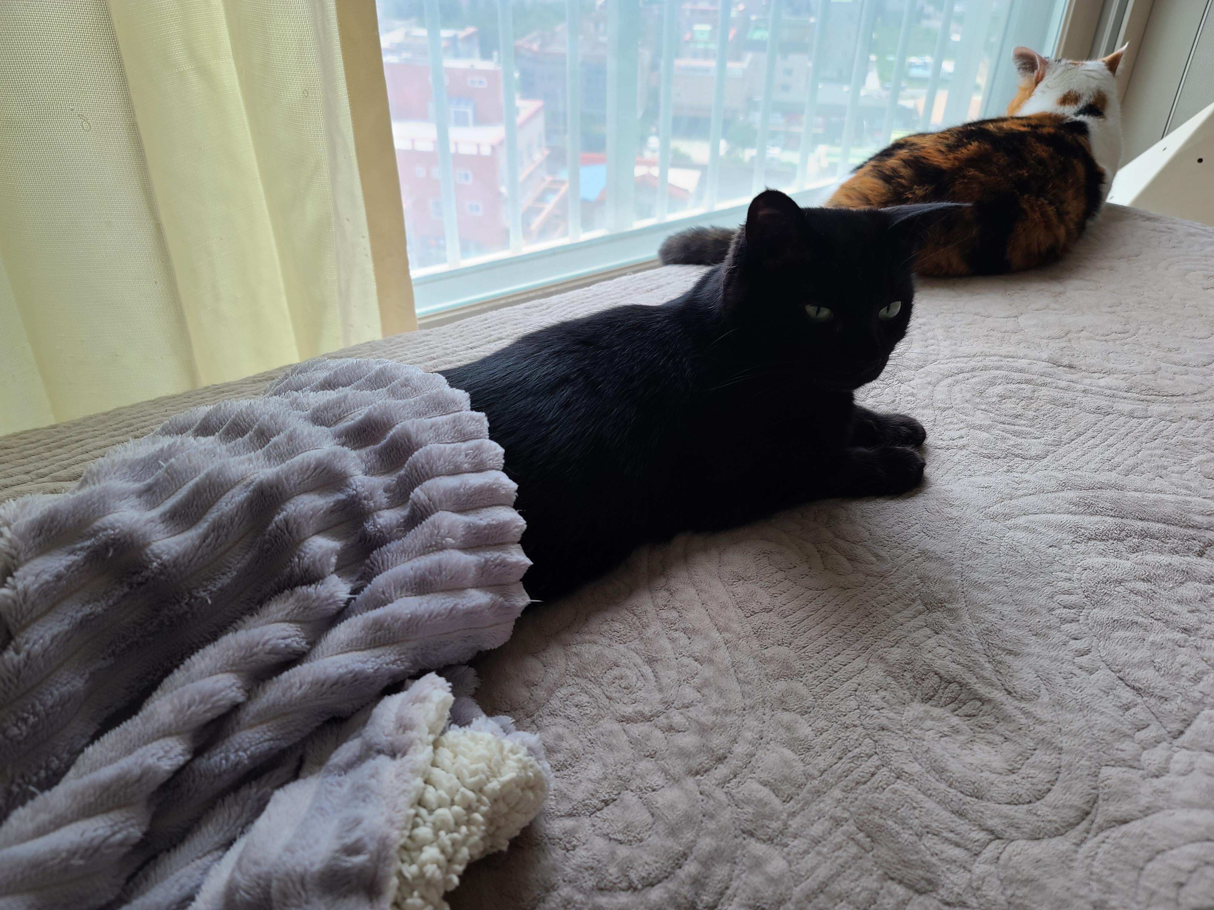 에어컨 바람을 피하고 싶을때 올블랙 건이와 막둥이 삐용이의 선택은...!