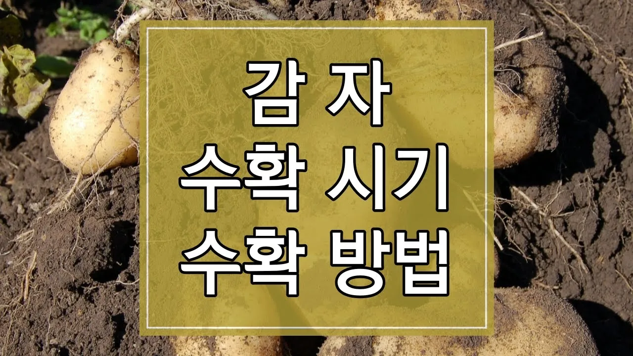 감자 수확시기 지역별 차이와 재배 팁_6