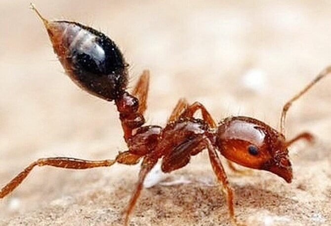 붉은 불개미에게 물렸을 때 증상과 조치 방법