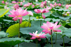 연꽃
