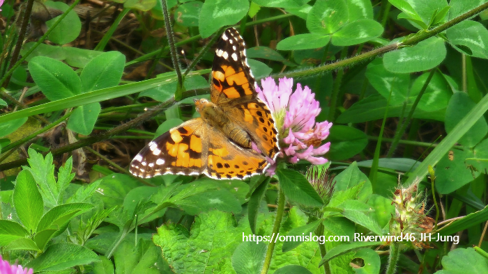 붉은 토끼풀,레드클로버 ,Red clover, Trifolium pratense ,토끼풀, 빨간 토끼풀