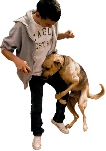 강아지 마운팅 이유 해결 방법_7