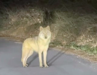 늑구 포획 실패 마취총 드론 재수사