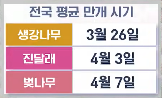 벚꽃 만개시기