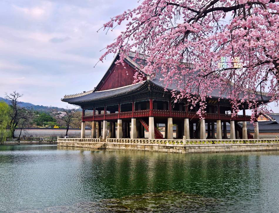 서울 벚꽃 명소 나들이 추천 경복궁, 덕수궁 4월 개화 상황 서울 가볼만한곳