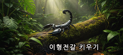 이형전갈 키우기