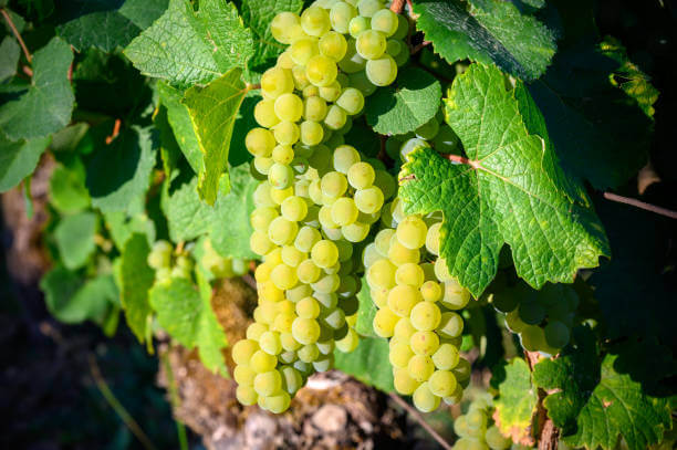 프랑스 쥐라, 사바냥 와인 (Savagnin, Jura, France)