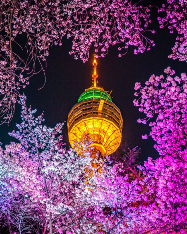 대구 이월드 블라썸 피크닉 벚꽃 축제