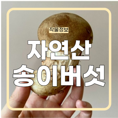 양양 자연산 송이버섯 가격 최고가 경신?