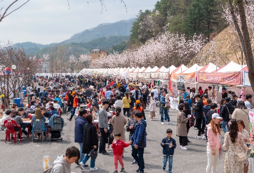 가평 벚꽃명소 에덴벚꽃길 벚꽃축제