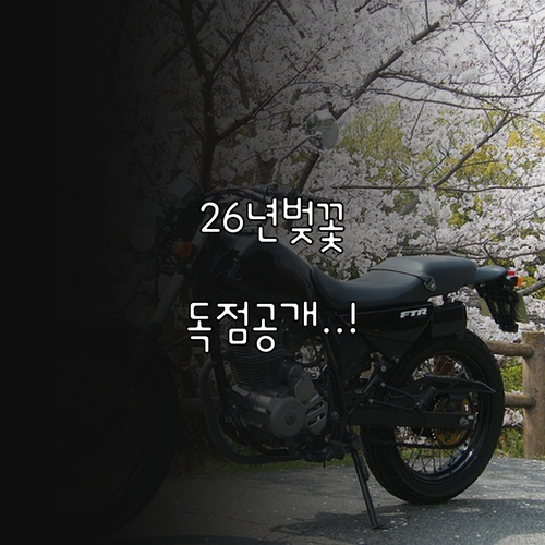 2026 영등포 벚꽃 개화 예상 날짜..