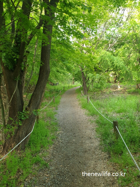 A gravel path surrounded by dense trees at Godeok Ecological Park in Seoul-서울 고덕 수변생태공원의 나무가 우거진 자갈 산책길