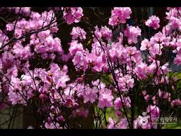 원미산 진달래 축제