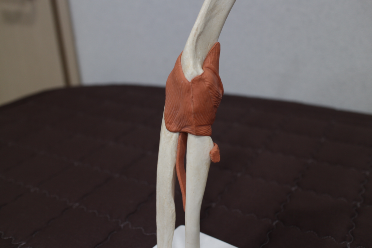 이제 수원 영통 윤빛한의원에서 페이스페이로 결제 가능합니다 - 팔꿈치 모형
