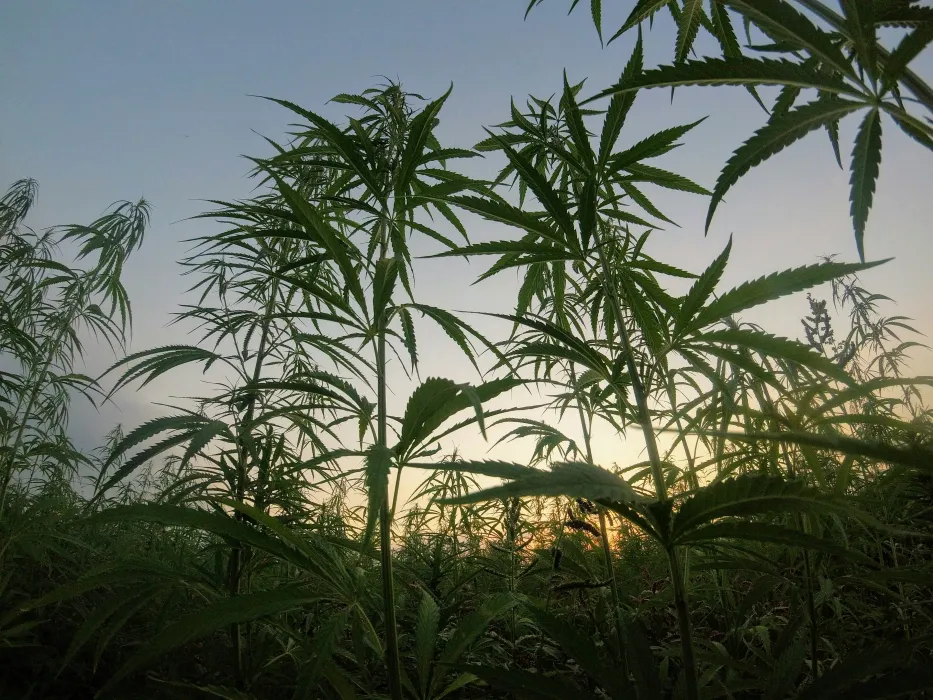 대마-사진