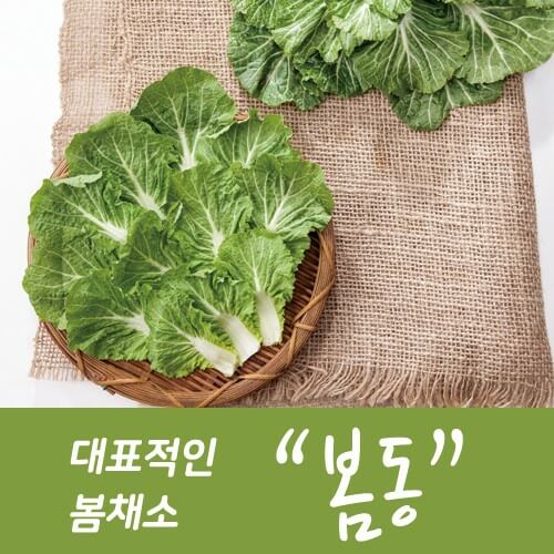 봄나물 종류와 효능 BEST6