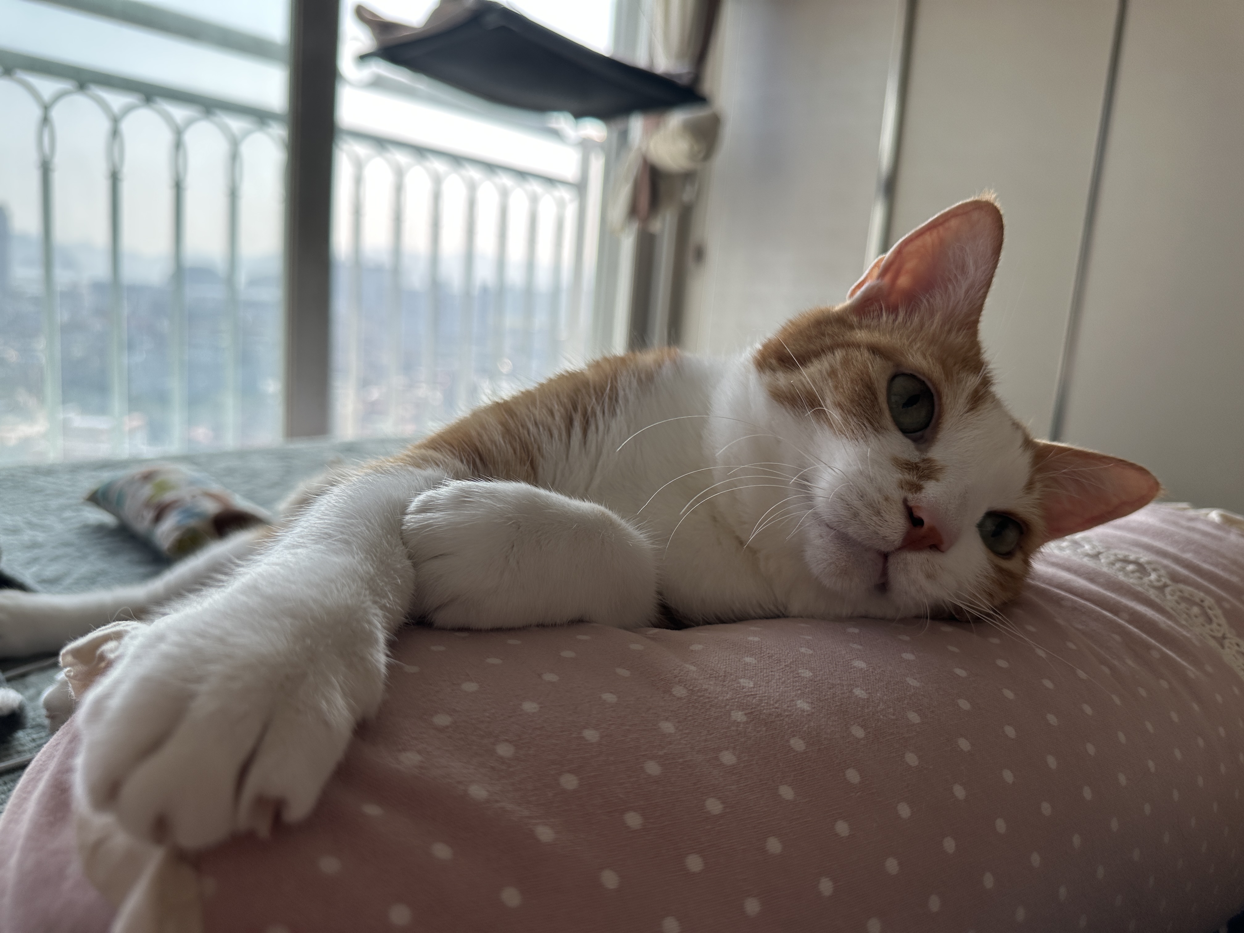 너무_귀여운_치즈냥이_호야