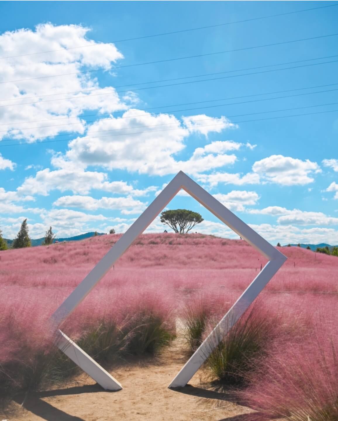 신소양 체육공원의 핑크뮬리