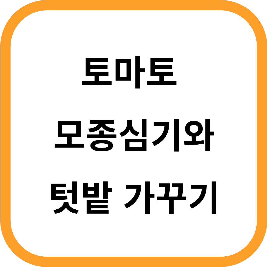 토마토 모종심기