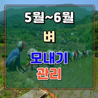 농사 물 관리 비가림 설치 배수로 정비 가뭄 대비 빗물 저장_19