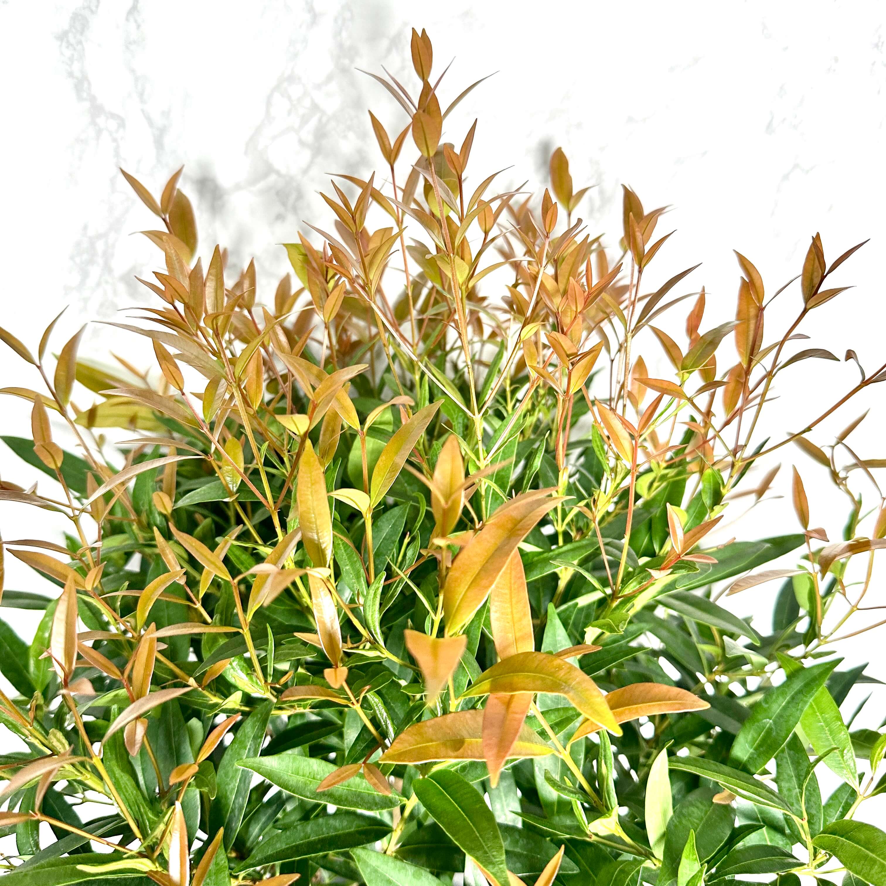 피어리스 키우기