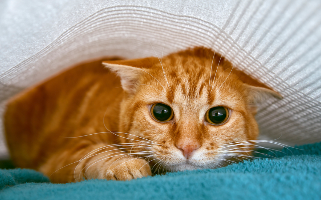 피해야할 위험한 고양이 장난감