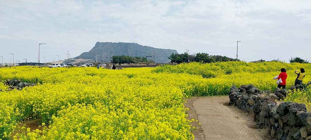 유채꽃 너머 성산일출봉