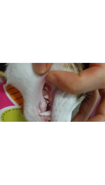 고양이치주염 증상 진단 치료 및 예방법_14