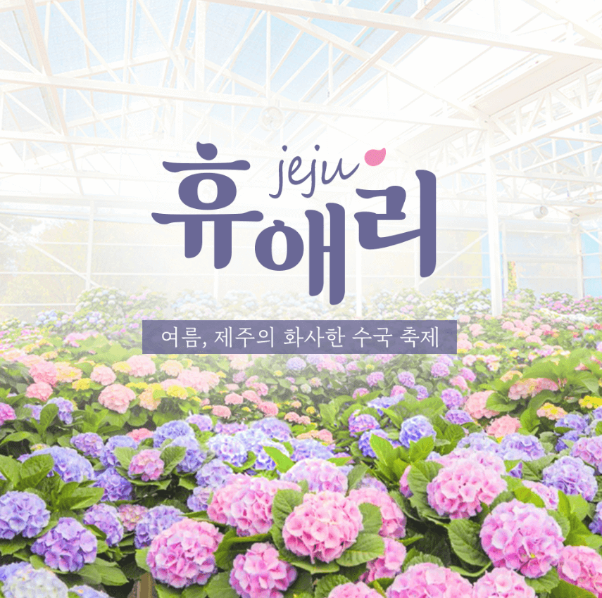 제주도 휴애리 6월 수국축제