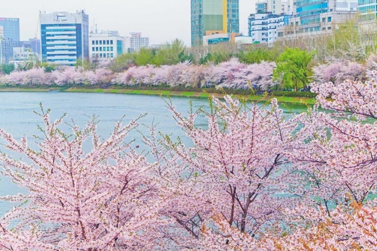 서울 벚꽃 여행 가이드 ❘ 도심 속 벚꽃 명소, 여의도 윤중로 &amp; 석촌호수