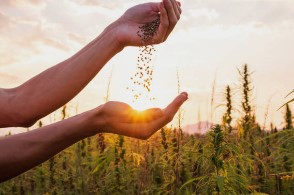 대마종자유 효능&amp;#44; 햄프씨드 식물성 오일로 먹자! 이제는 모두가 건강에 관심이 많다 보니 관리 또한 똑똑하게 합니다. 