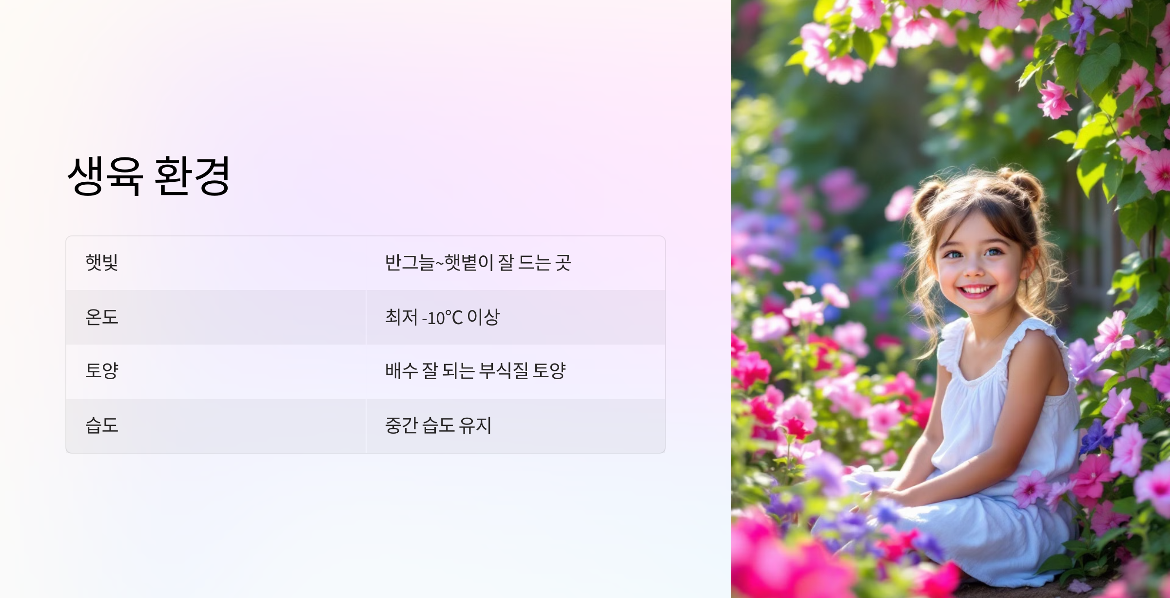 오색마삭줄 사진