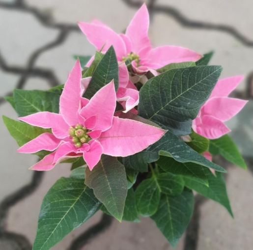 겨울 꽃 포인세티아