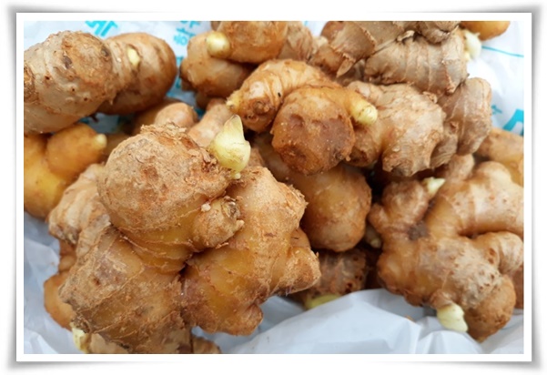 &quot;생강 심기&quot; 텃밭의 보물, 4월 ~ 5월 초 생강 심기로 건강과 맛을 동시에!