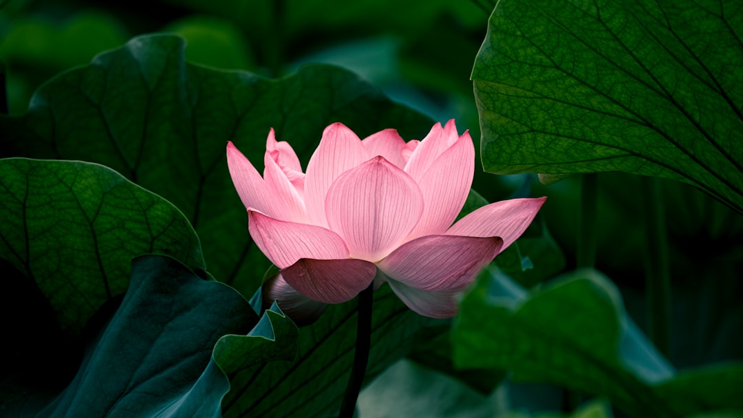 Lotus