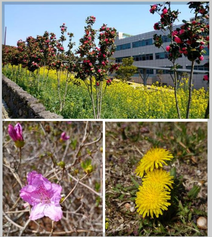 꽃가루알레르기 특징 및 알레르기증상, 꽃가루알레르기예방법