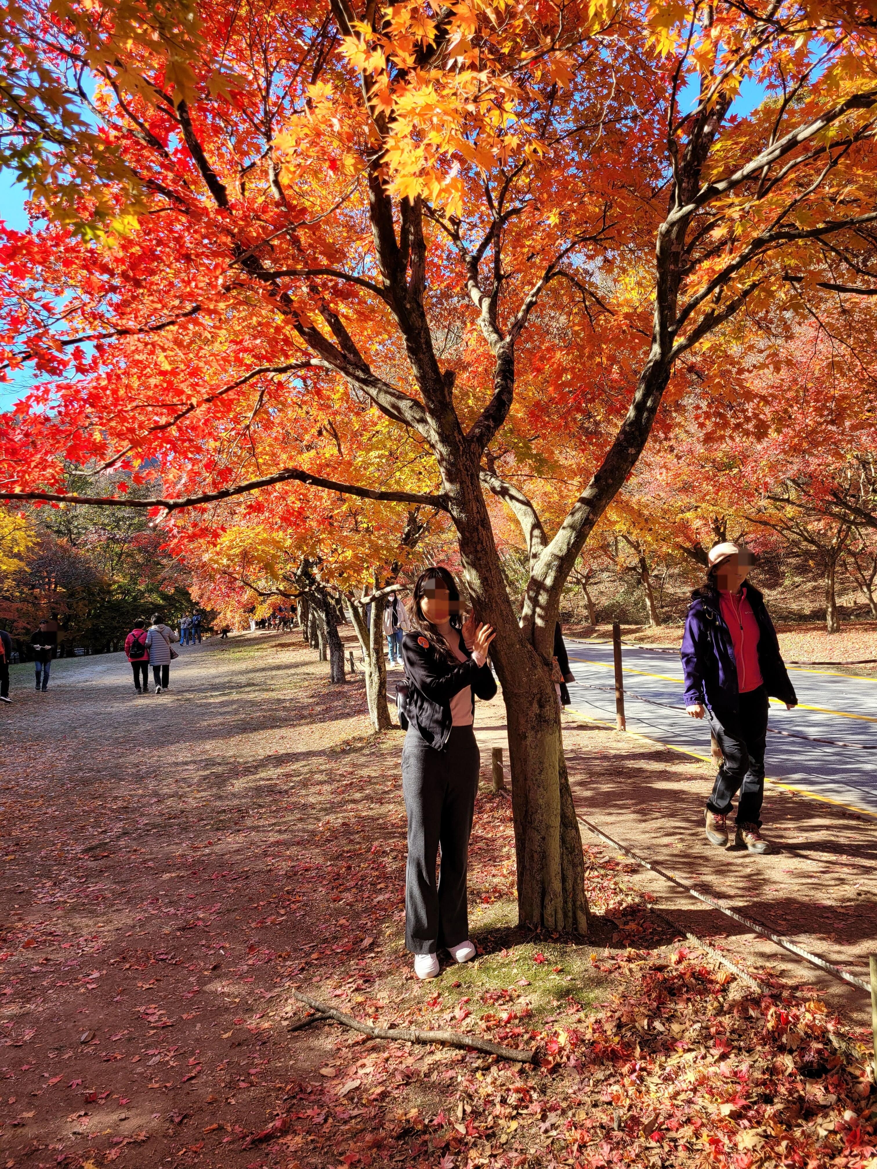 내장산 단풍 명소