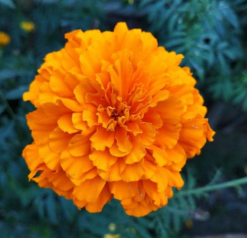 루테인이-다량함유되어있는-메리골드