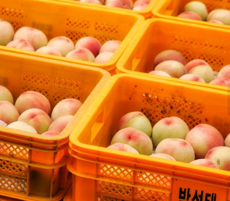 생방송투데이 복숭아