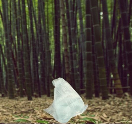 대나무 수액의 채취 및 먹는 법과 부작용