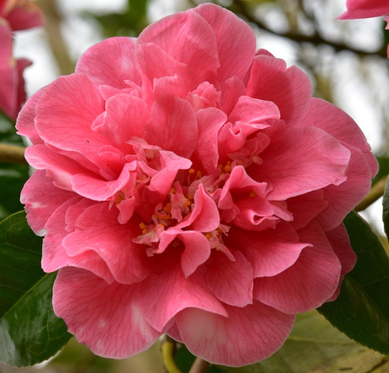 겨울 꽃 동백나무