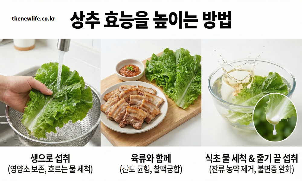 상추 효능 높이는 섭취 방법