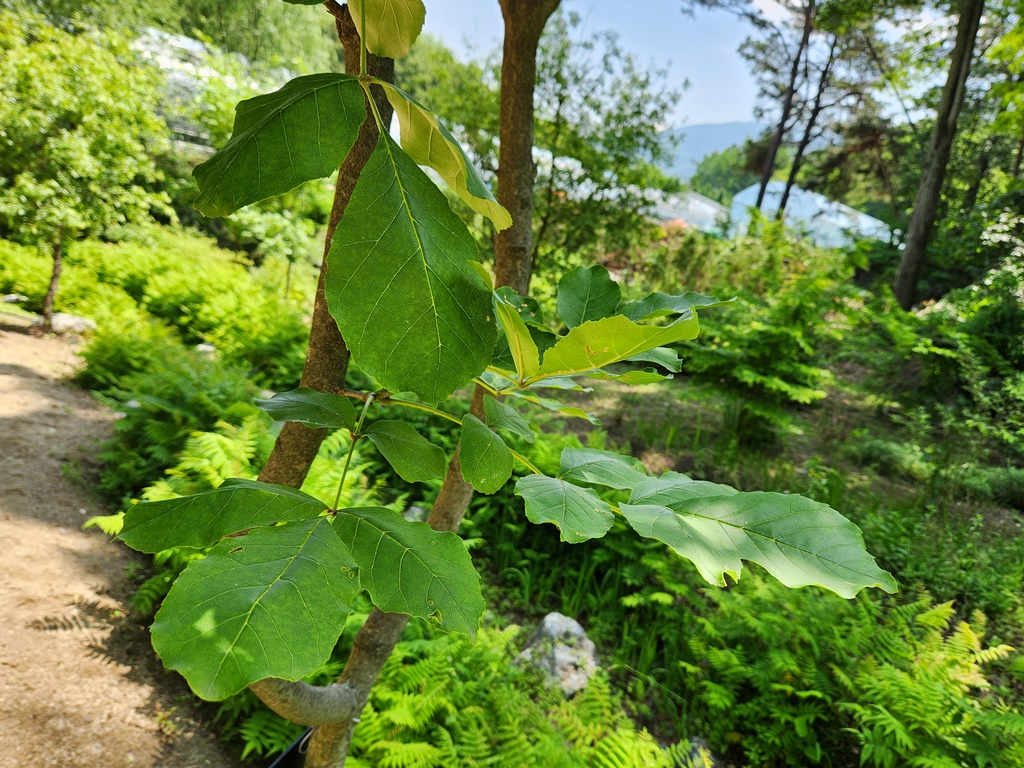 물푸레나무