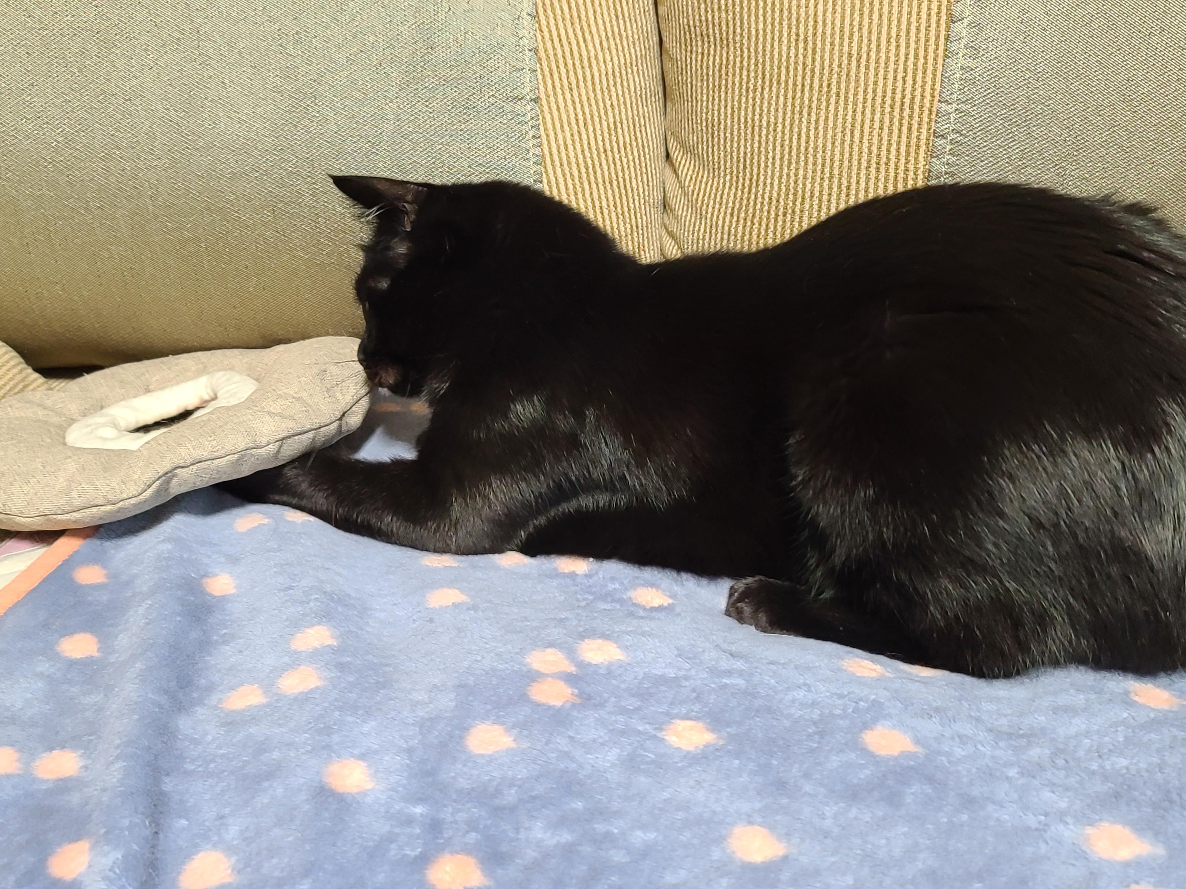 넥카라 혼자 벗어던지고 갖고노는 고양이 건이. (귀여운 영상 많음 주의)