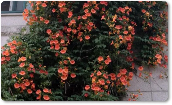 아름다운 꽃의 매력 능소화 꽃말/특성/재배법/활용법/관광 명소