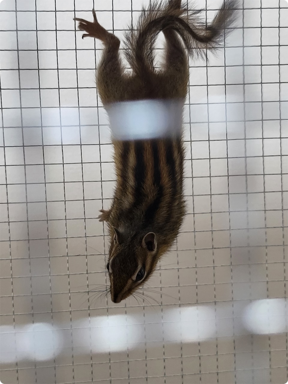 늘씬~한 허리