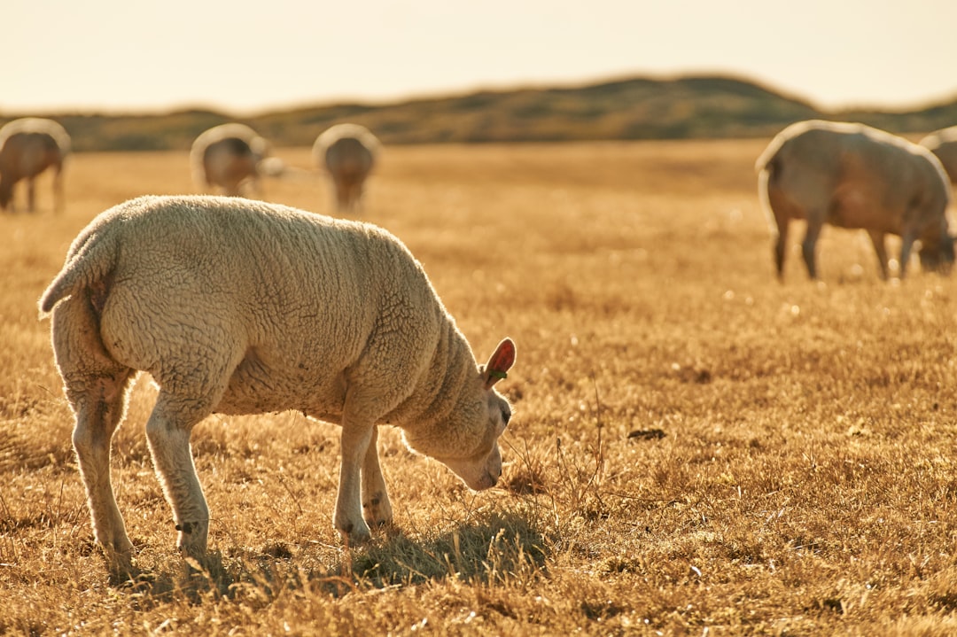 Livestock