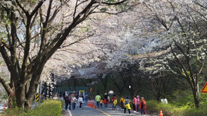 봄꽃&amp;#44;지역축제&amp;#44;여행